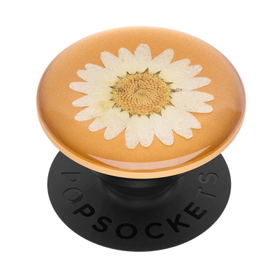 Secondary image for hover Pressed Flower White Daisy