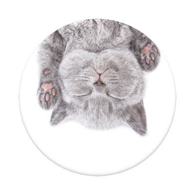 Cat Nap